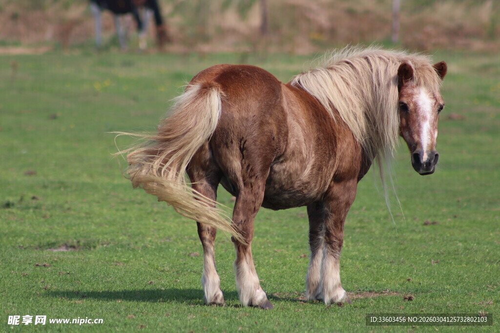 草原上的骏马