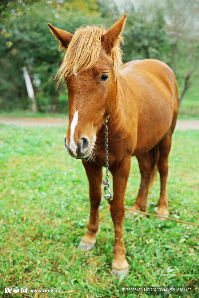草地上的棕色小马