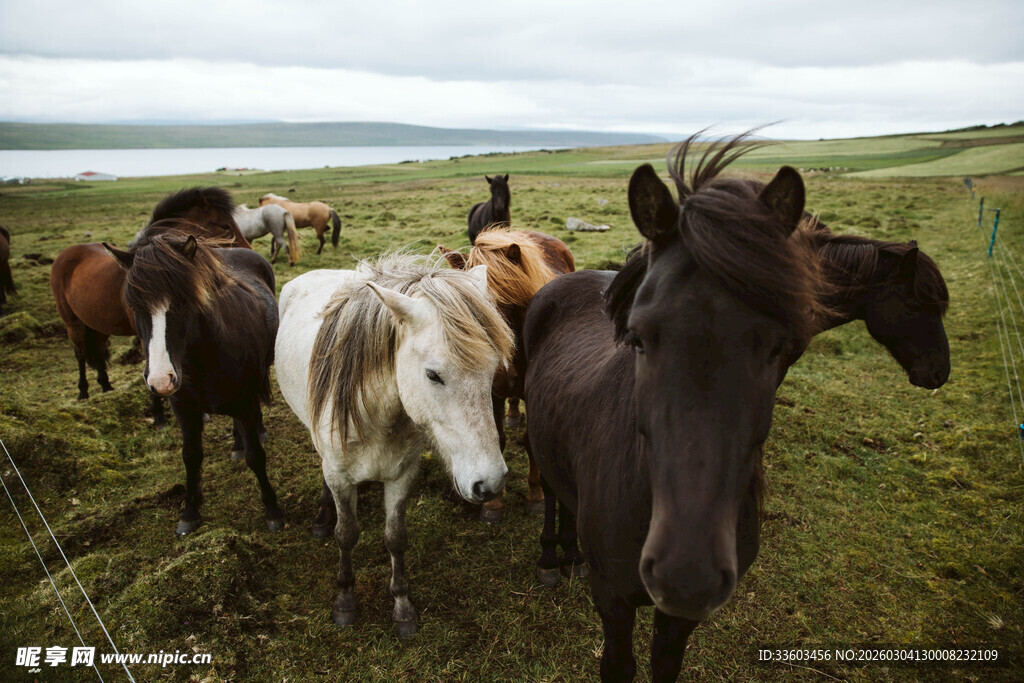 草原上的马群
