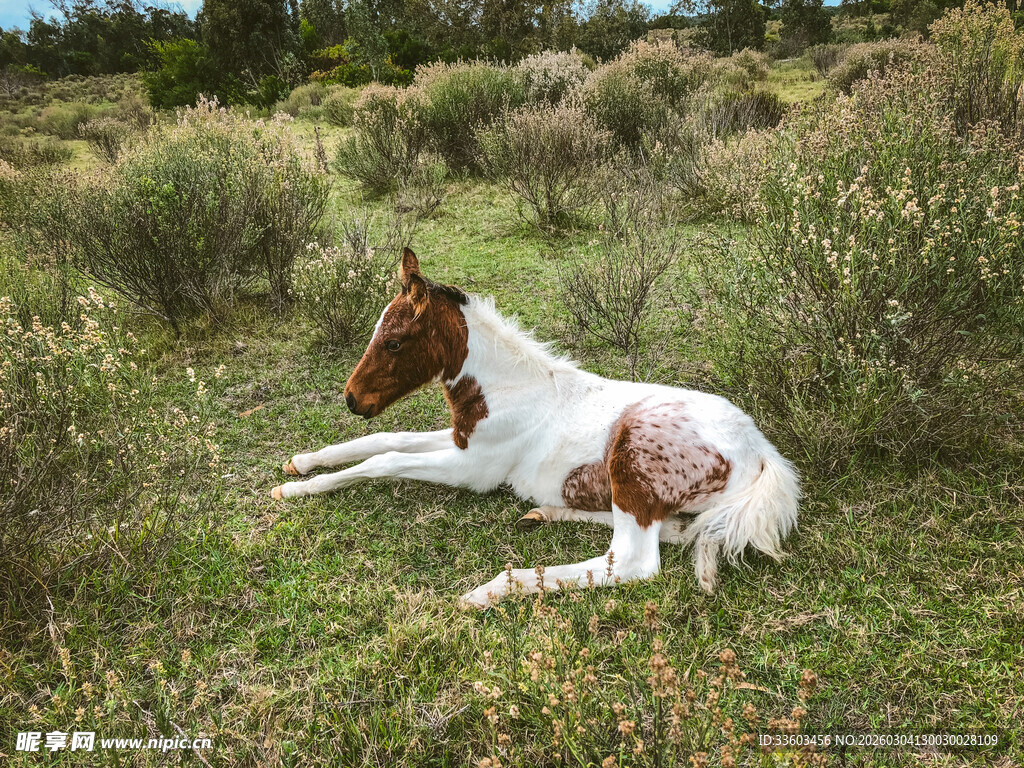 草地上休憩的棕白相间小马