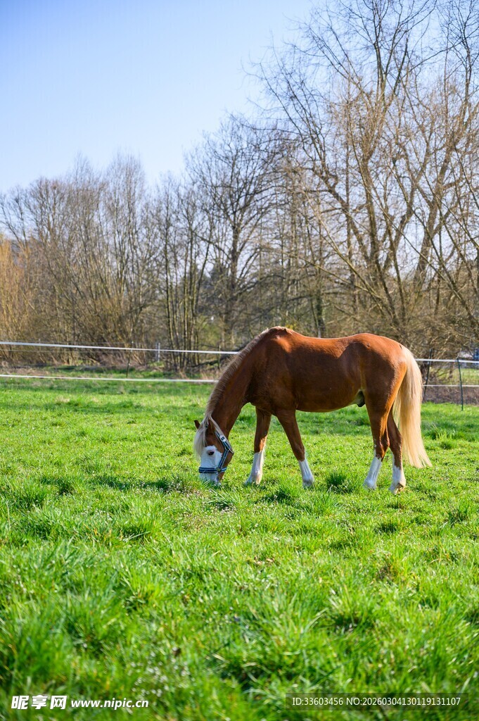 草地骏马悠然进食