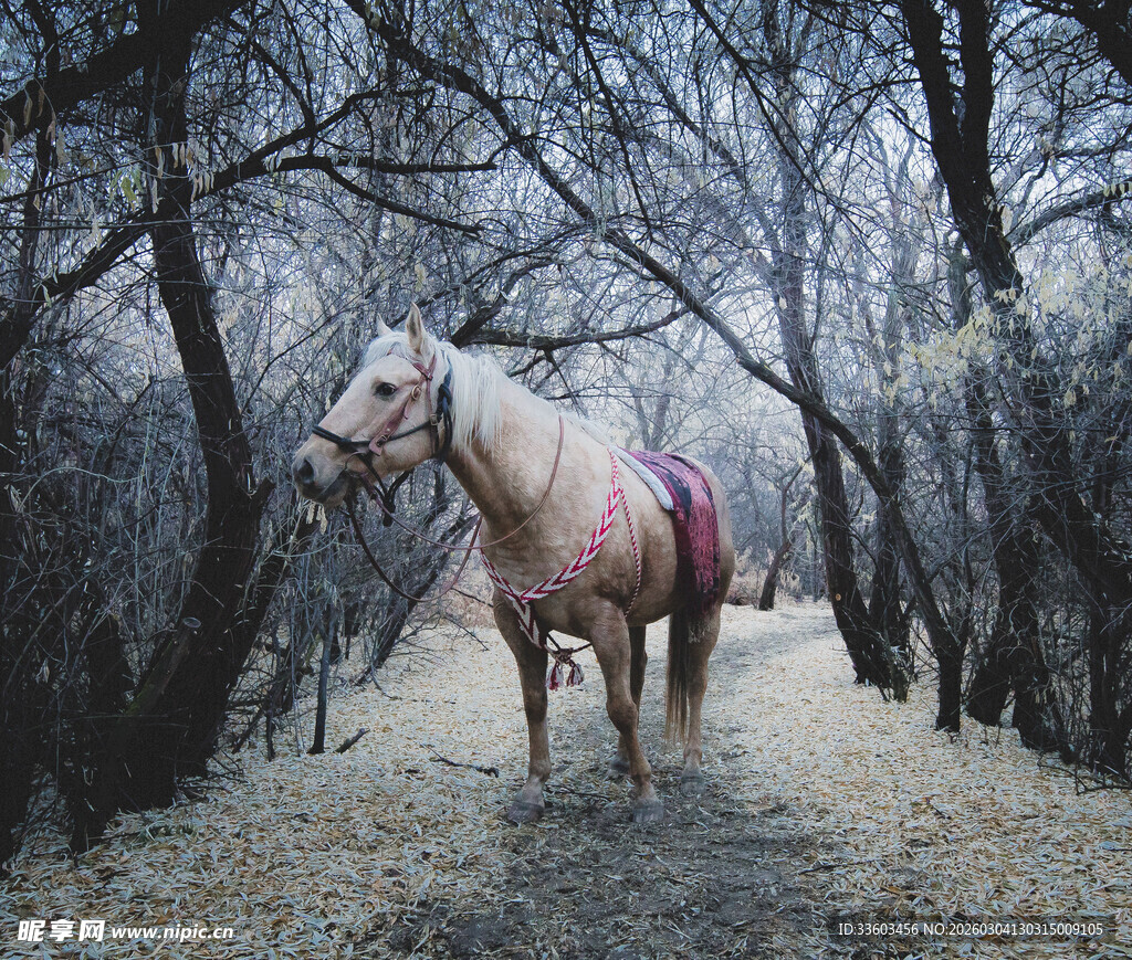 林间漫步的优雅白马