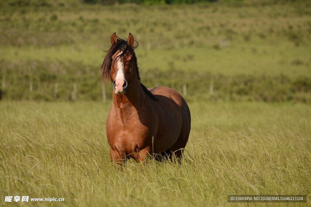 草原上的棕色骏马