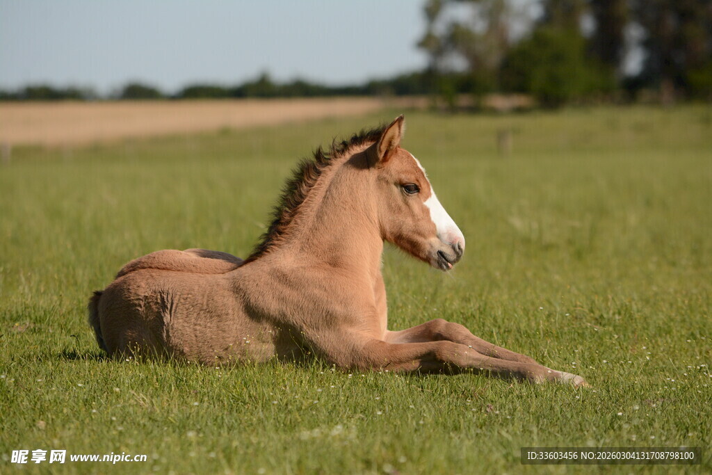 草地上休憩的小马驹