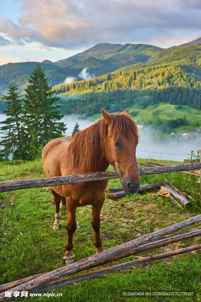 田园中伫立的棕色骏马