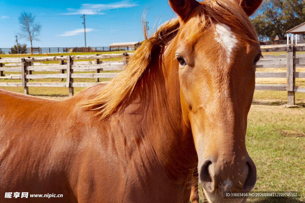 阳光下的棕色骏马