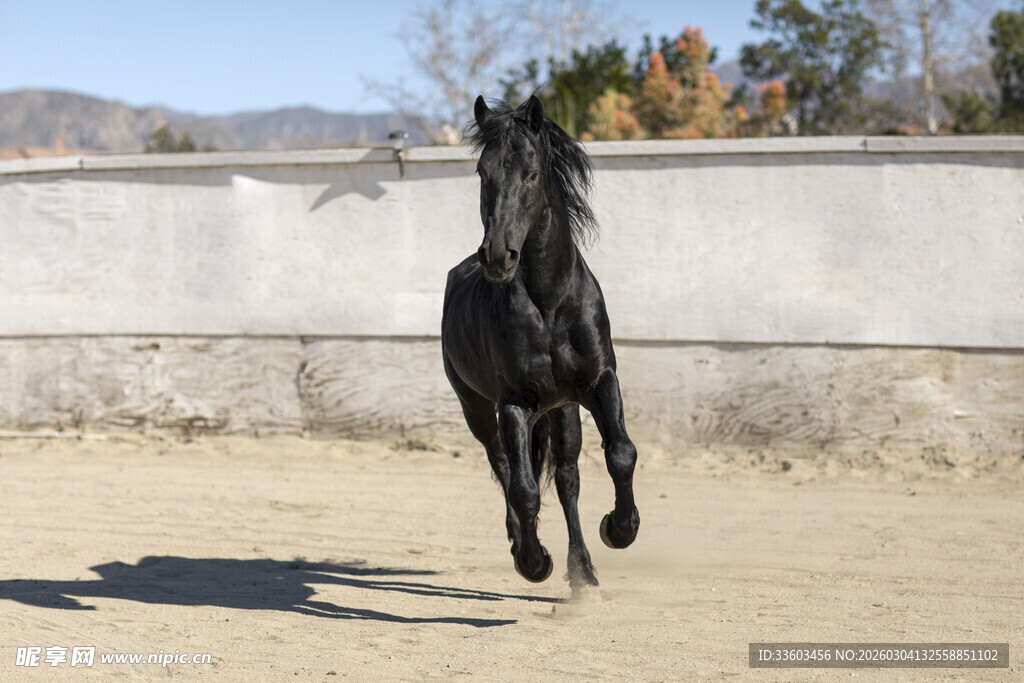 黑骏马在沙地上奔腾