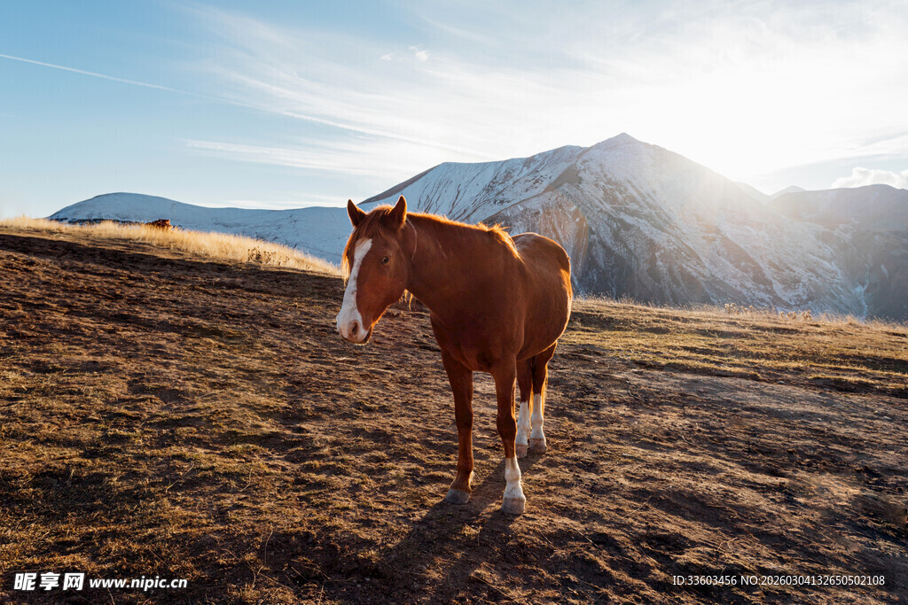 草原上独行的棕色骏马