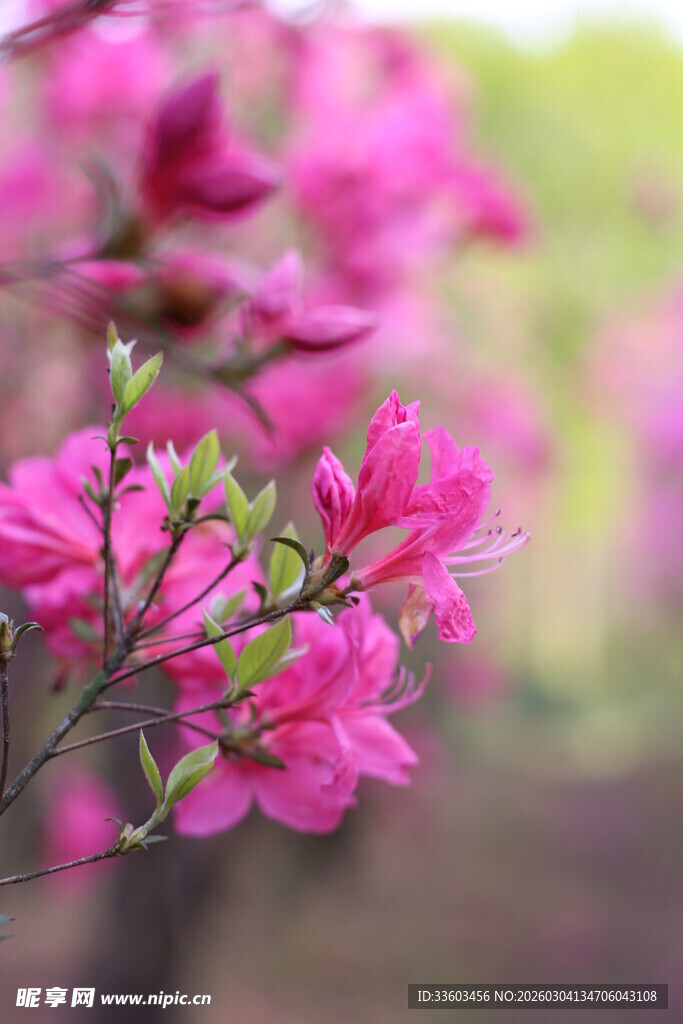 娇艳绽放的粉色花卉