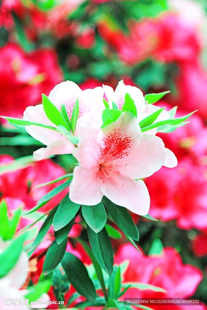 娇艳盛开的粉色杜鹃花