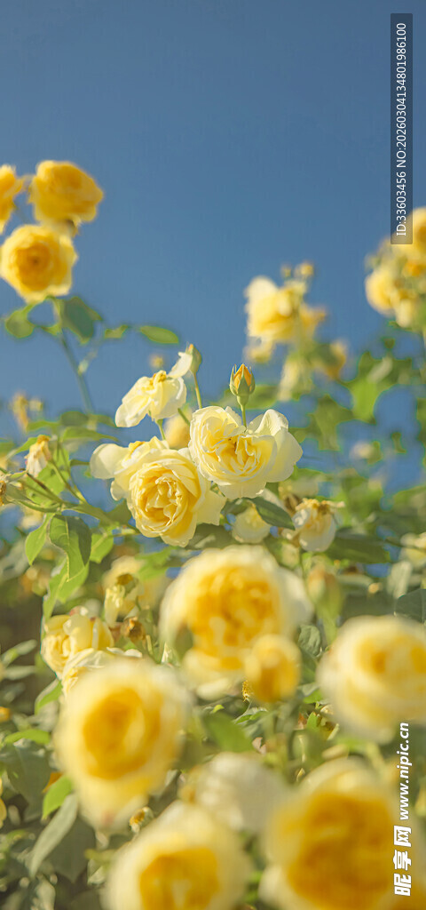 阳光下绽放的黄色花朵
