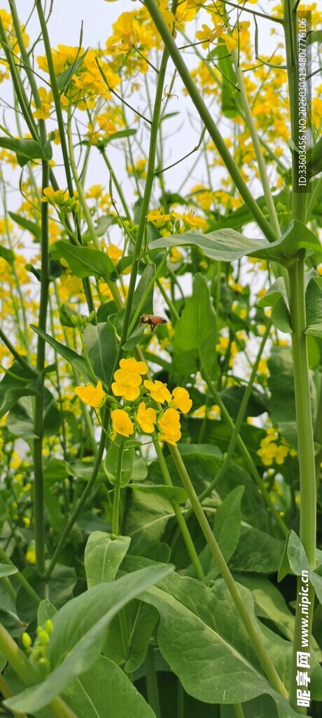 春日油菜花田美景