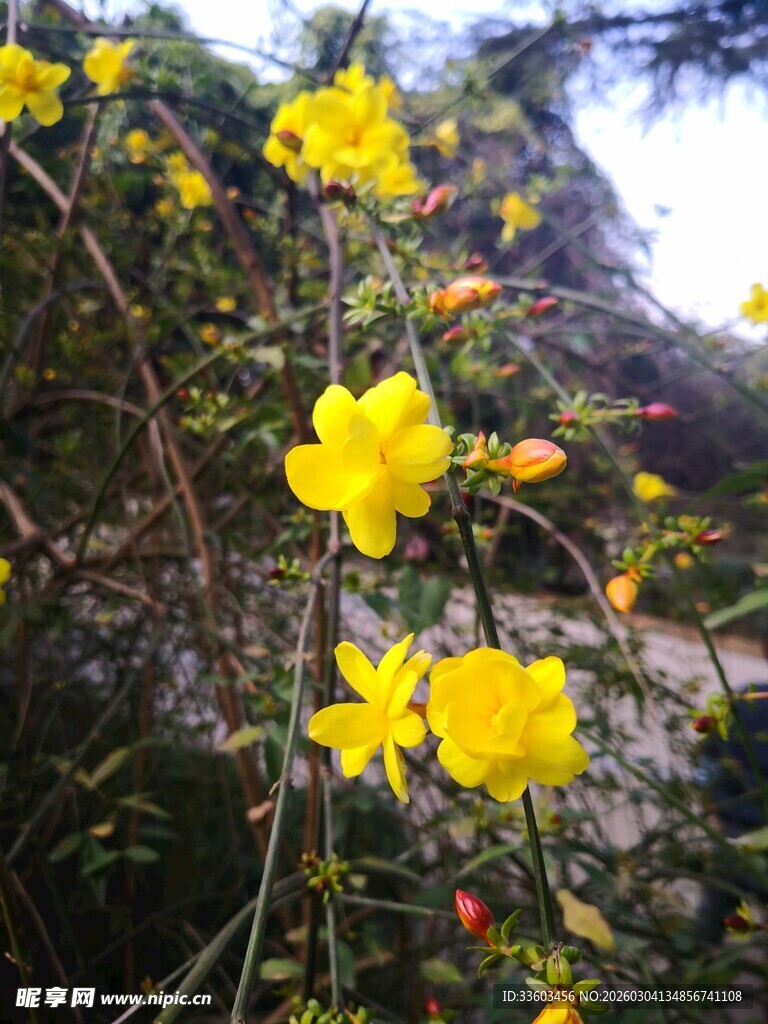 绽放的黄色迎春花