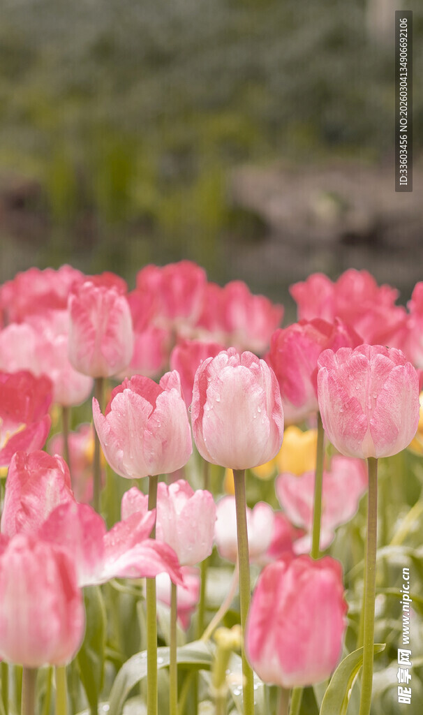 粉色郁金香花海