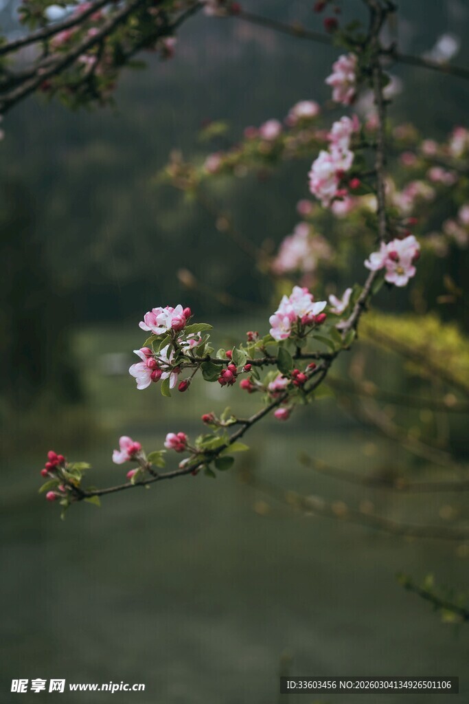 枝头绽放的粉嫩春花