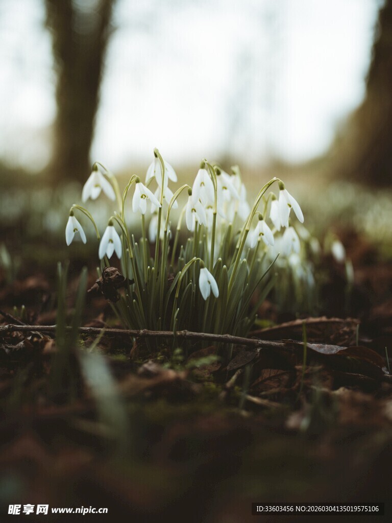 春日雪滴花绽放