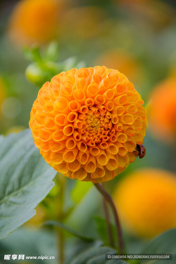 娇艳橙色花朵上的小瓢虫