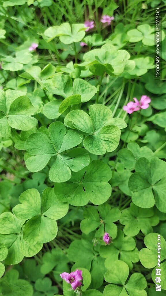 绿叶丛中绽放的粉色小花