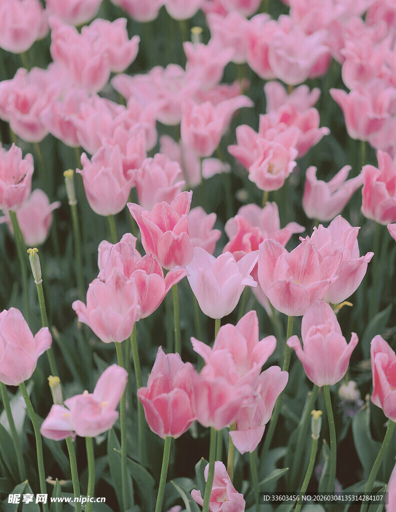 粉色郁金香花海