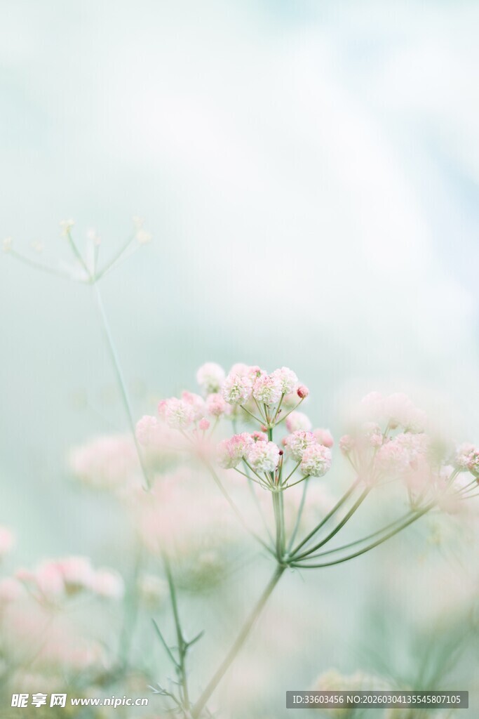 清新淡雅的粉色小花绽放