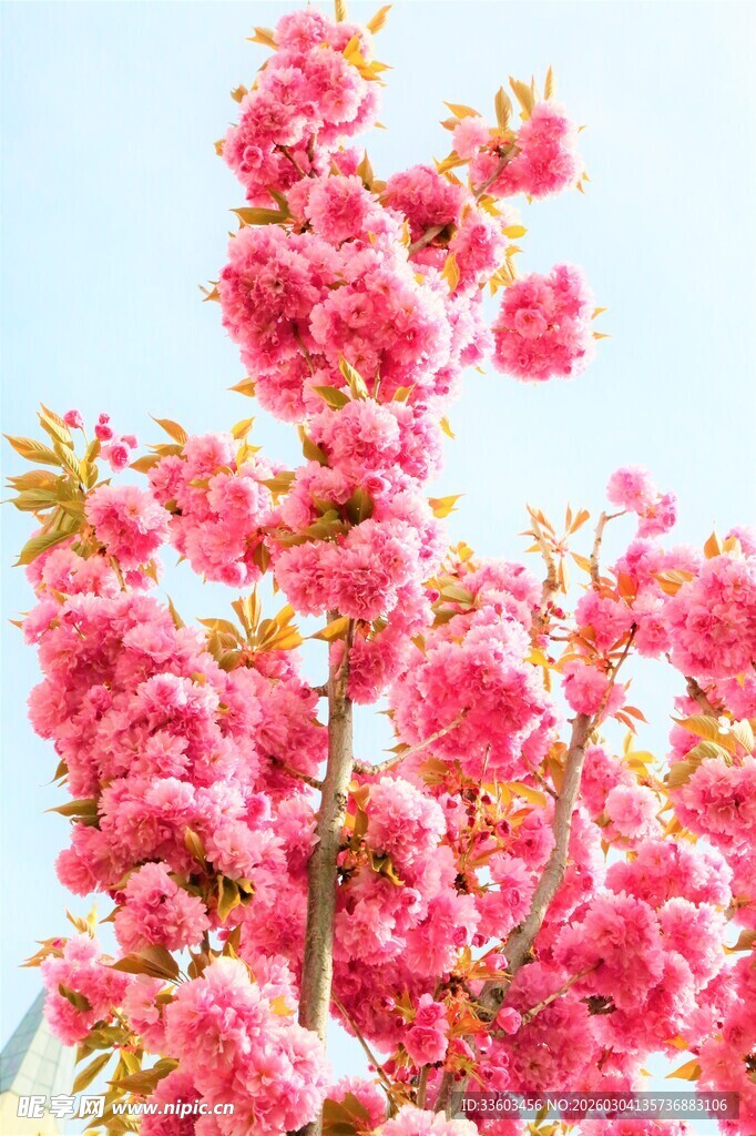 烂漫盛开的娇艳粉色樱花