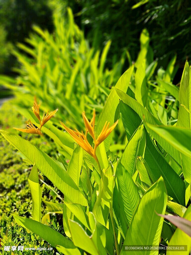 绿叶丛中绽放的橙黄色花朵