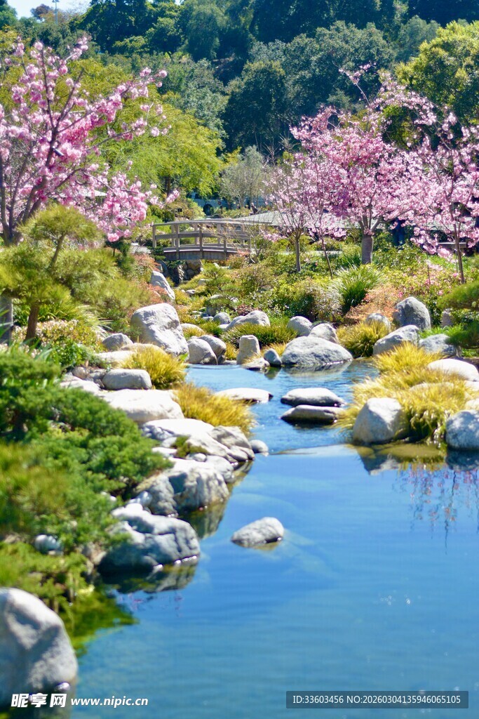 春日溪流畔的烂漫樱花景