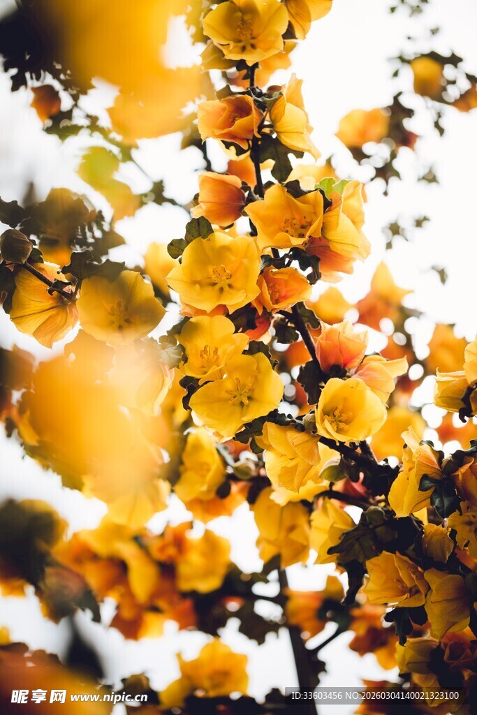 秋日枝头绚烂金黄花朵