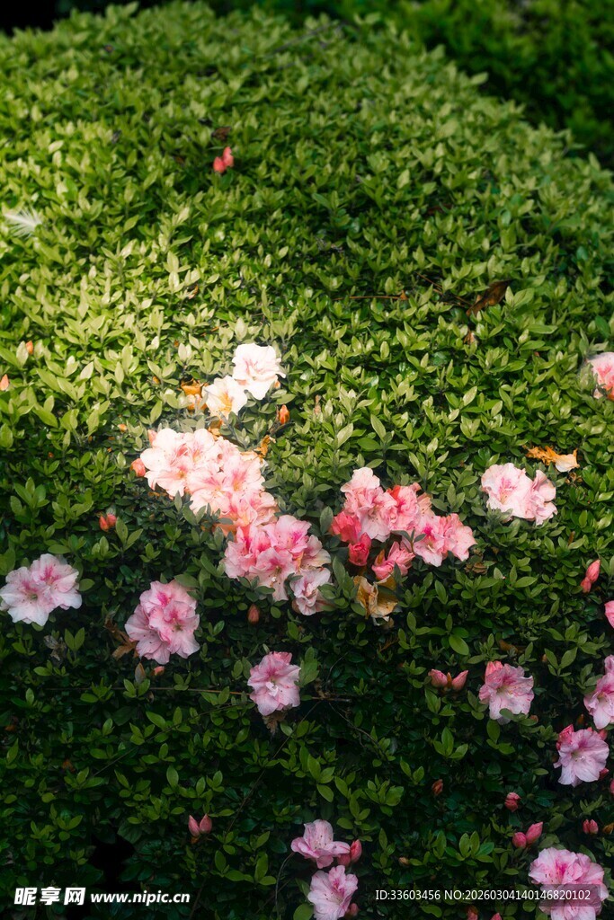 绿叶丛中绽放的粉嫩花朵