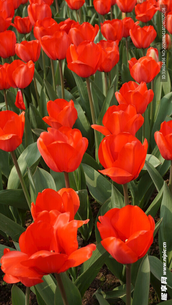 鲜艳红郁金香花海