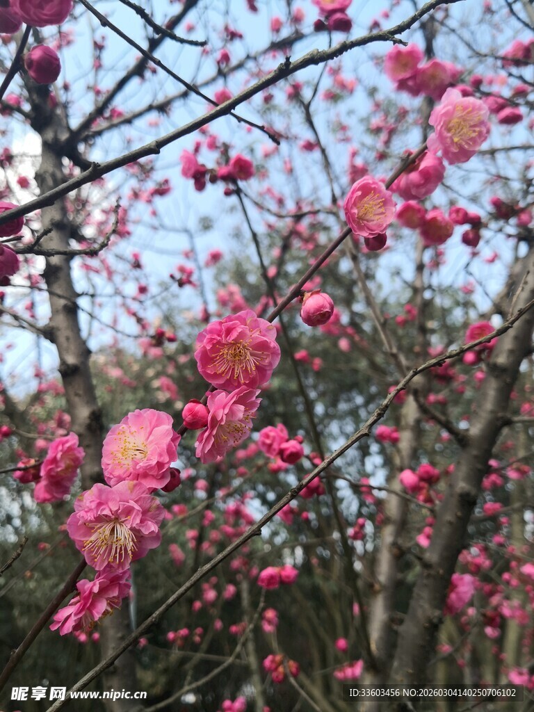 枝头绽放的娇艳粉色花朵