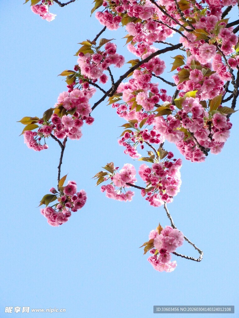 蓝天映衬下的烂漫樱花