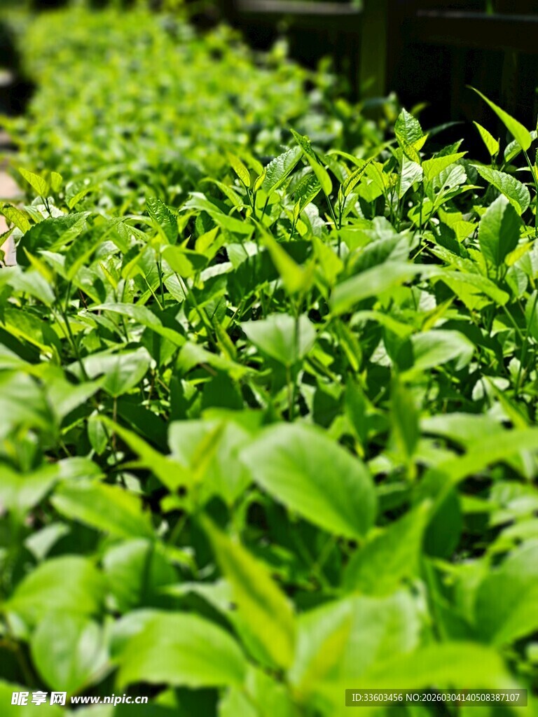 嫩绿茶叶生机勃勃