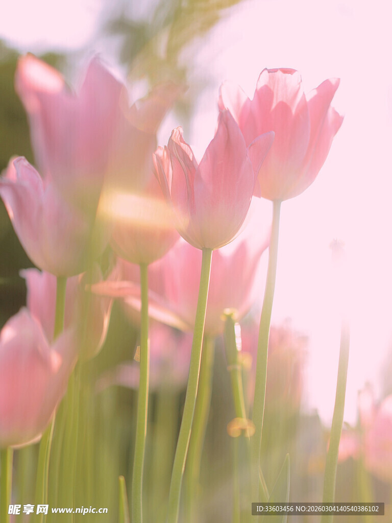 阳光下的粉色郁金香