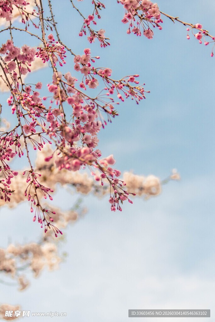 蓝天映衬下的粉嫩花枝