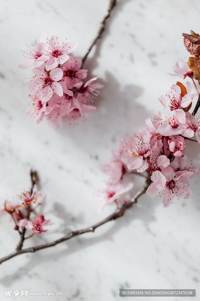 大理石上的粉嫩樱花枝