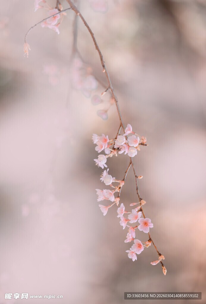 粉嫩樱花枝