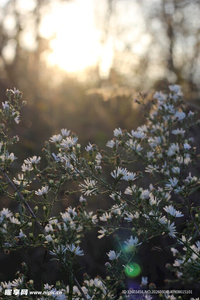 阳光下绽放的细碎小花