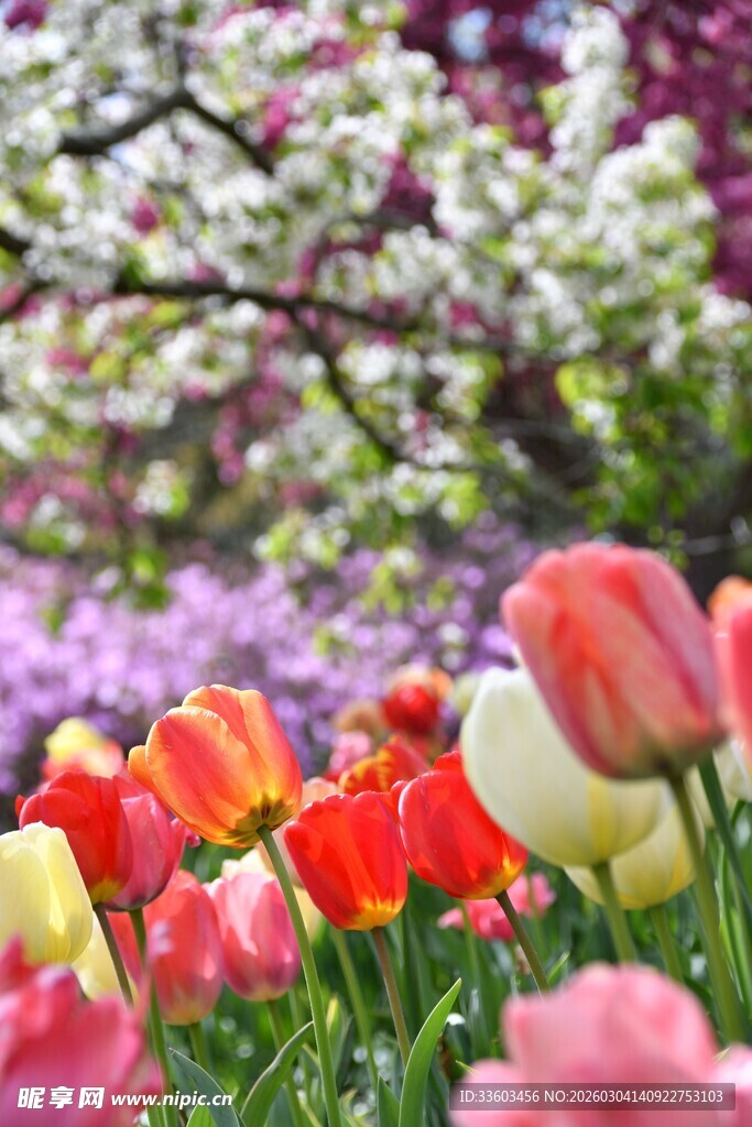 春日缤纷郁金香花海