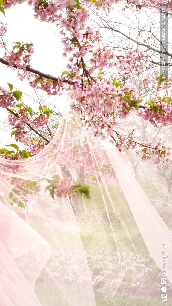 春日粉樱下的轻柔纱幔
