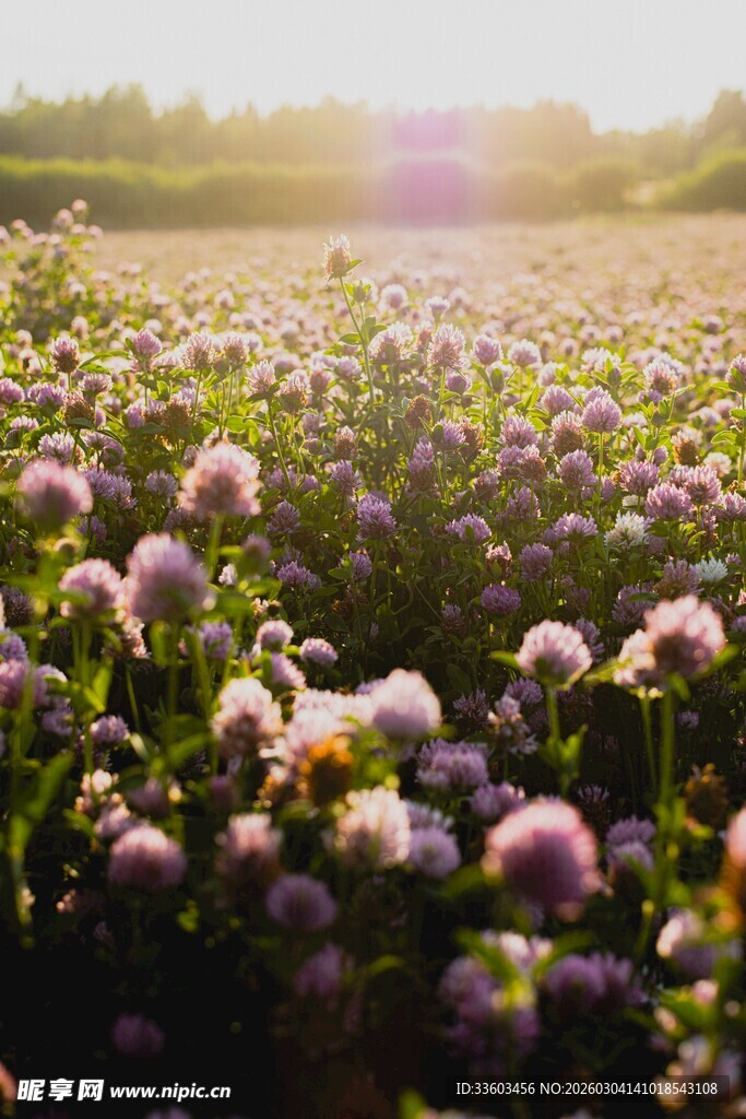 阳光照耀下的绚烂花田