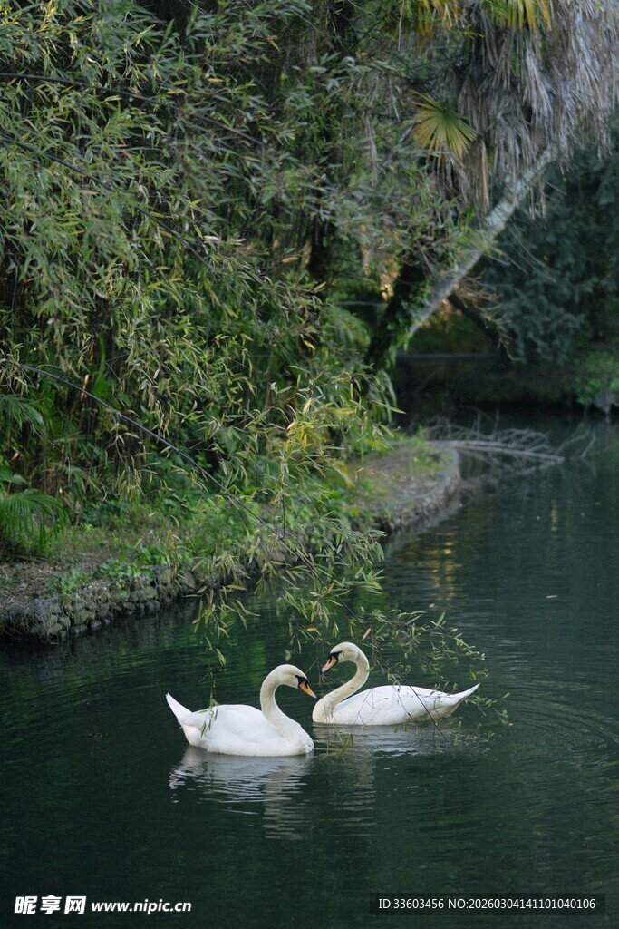 河畔双天鹅悠游