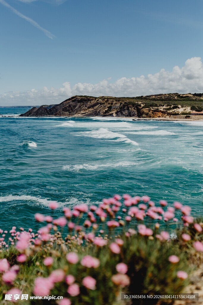 海边绽放的粉色美丽花朵