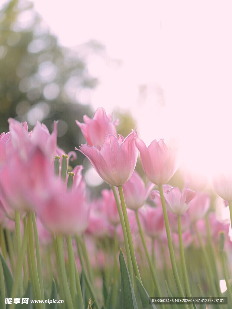 粉色郁金香花海美景