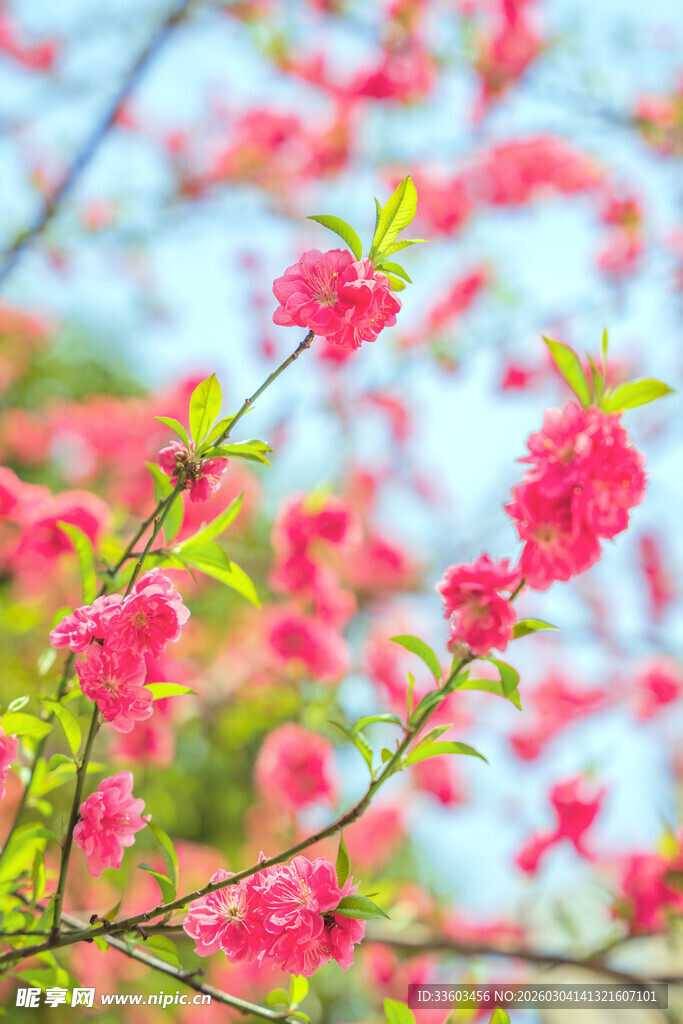 春日绽放的娇艳粉色花朵