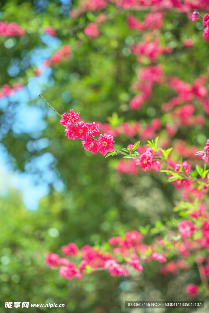 枝头绽放的艳丽红花朵