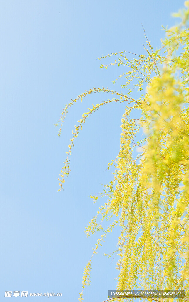 蓝天下垂柳金黄摇曳