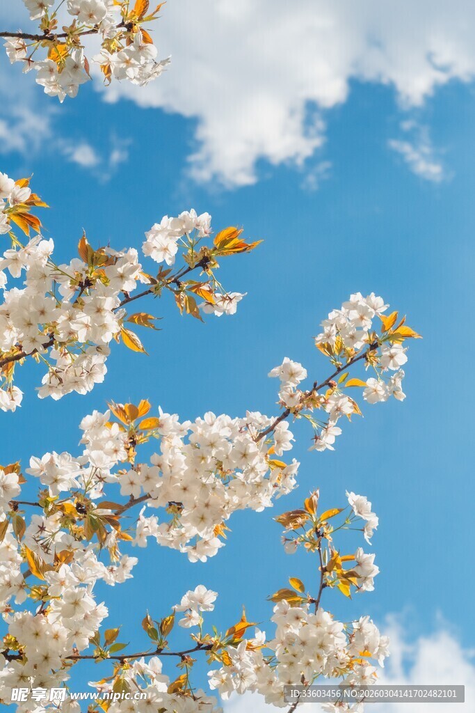 蓝天映衬下的烂漫樱花