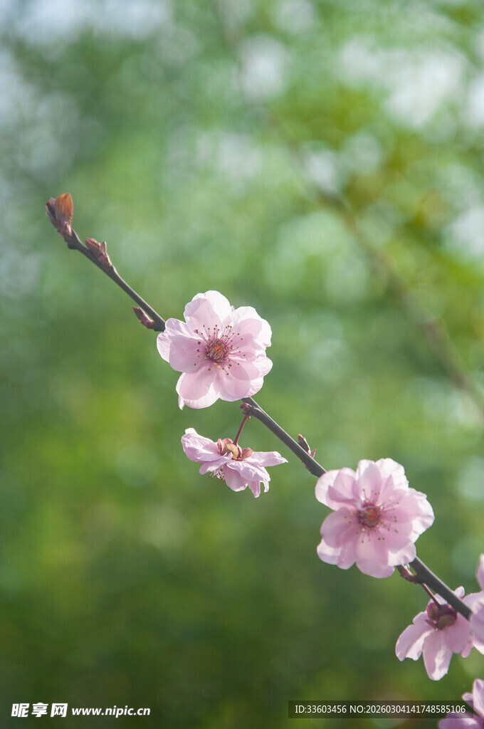 枝头绽放的粉嫩桃花