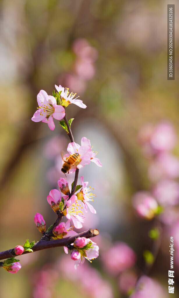 枝头绽放的粉嫩桃花